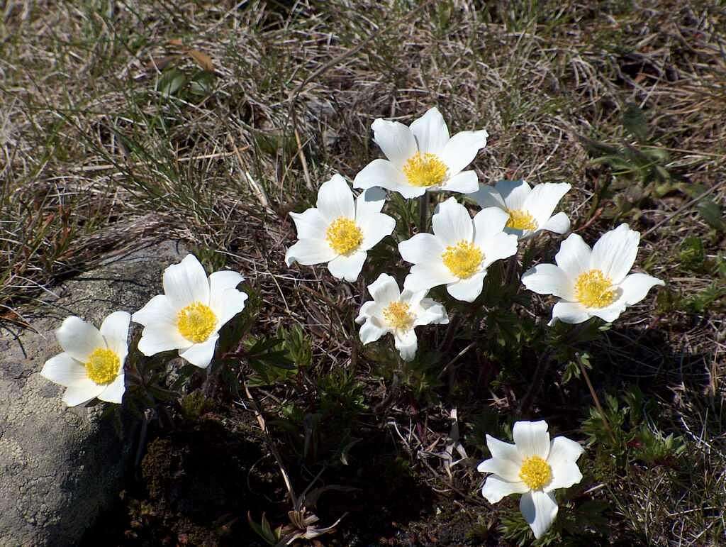 Alpine Pasqueflower (Pulsatilla alpina), in Polish & Slovak : Sasanka