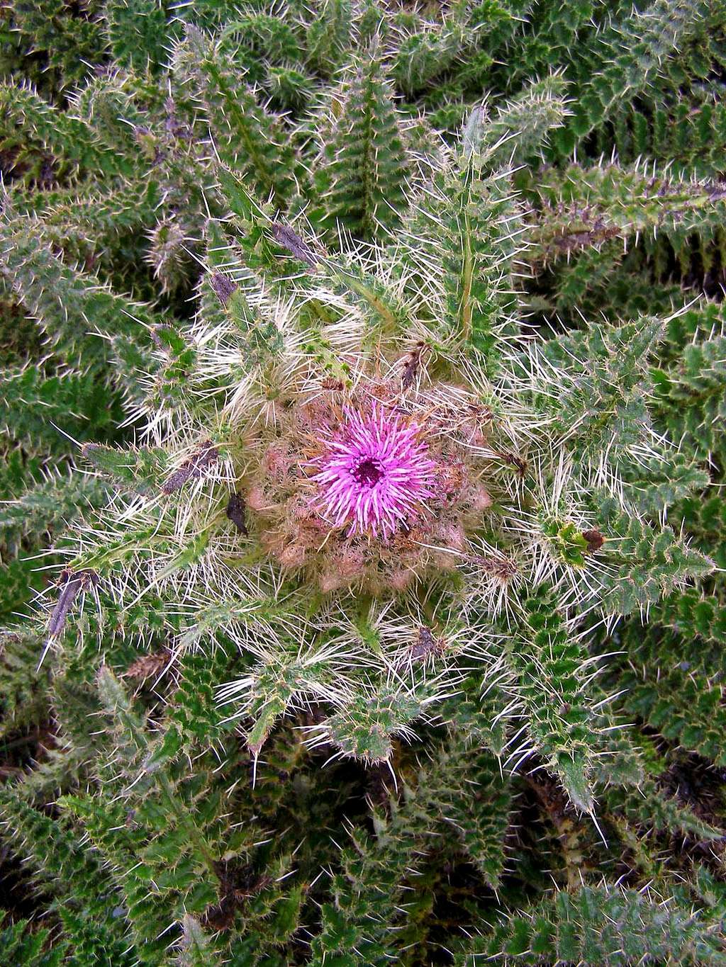 Thistle View