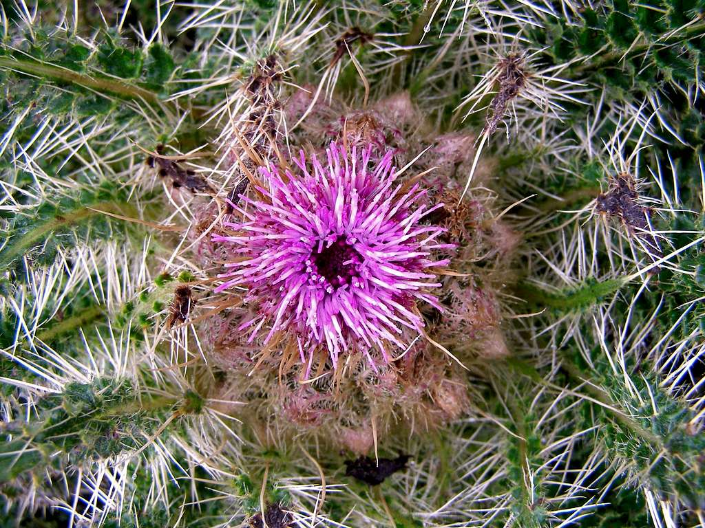Thistle Close View