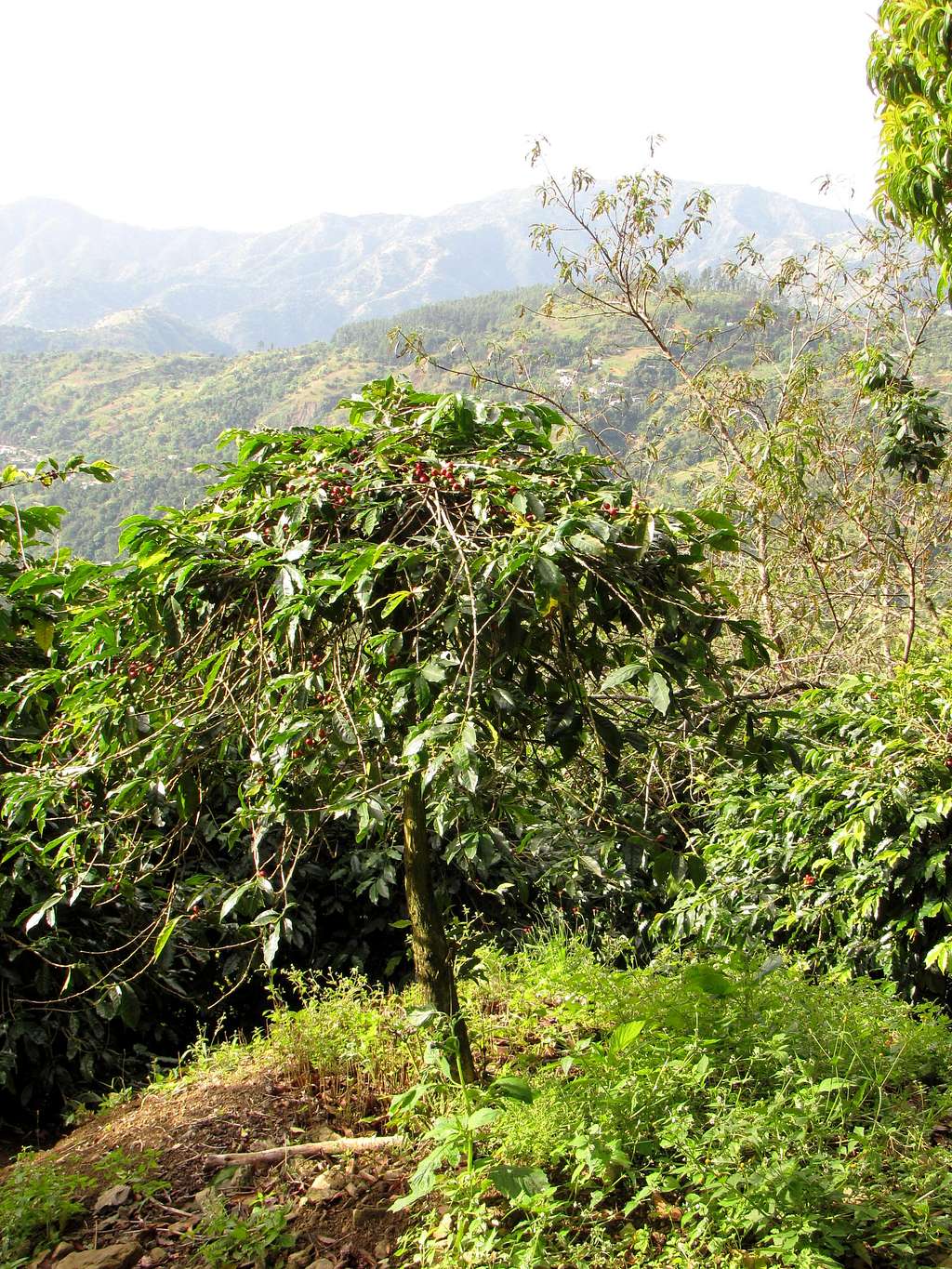 A Coffee Tree Growing on Blue Mountain Peak, Jamaica