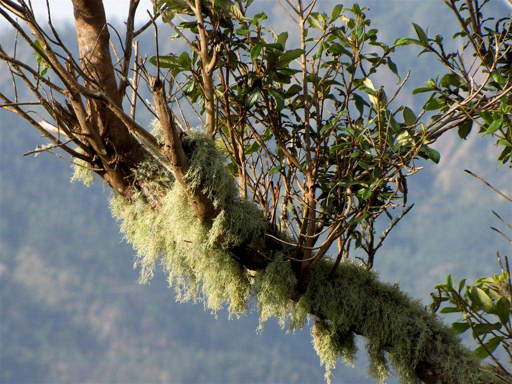 Unidentified Moss Growing on Blue Mountain, Jamaica