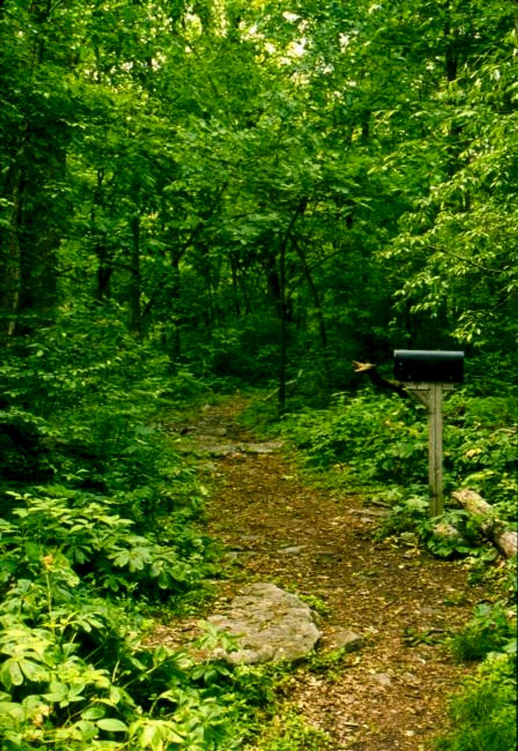 Typical trail along the...