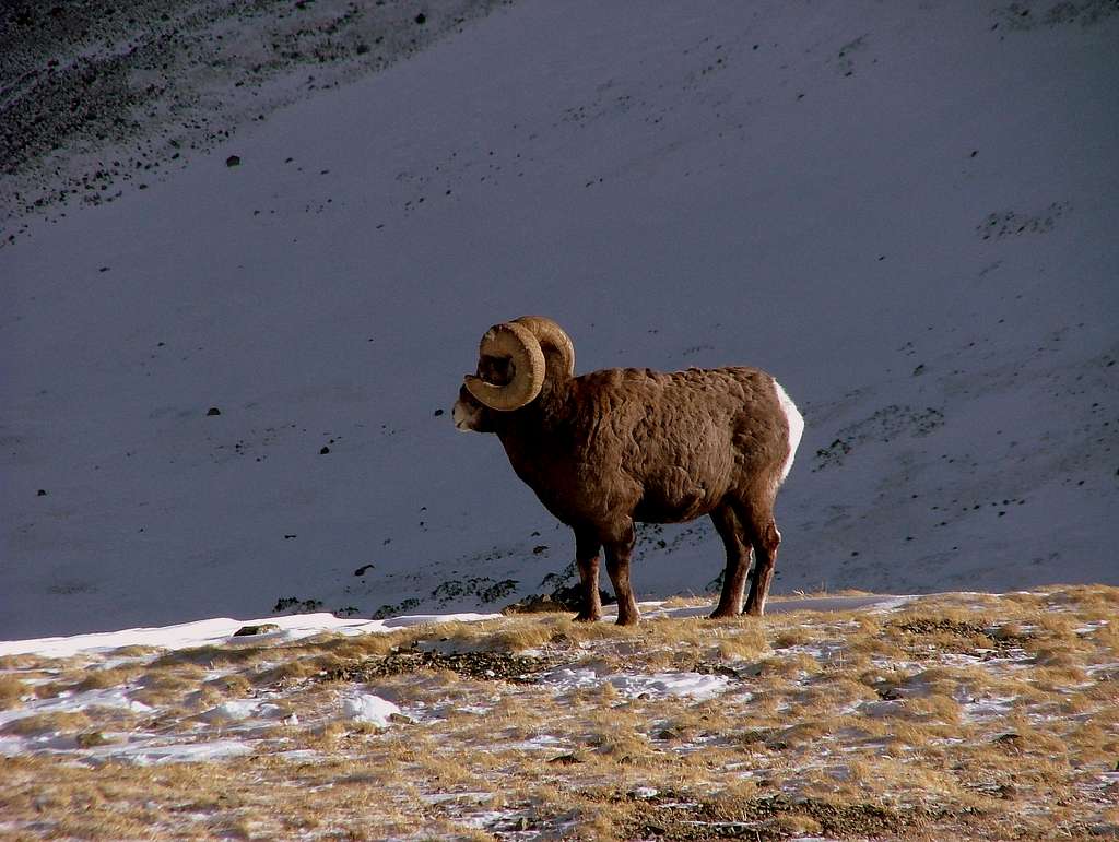 Big Horn Sheep near Mount Wheeler Summit.