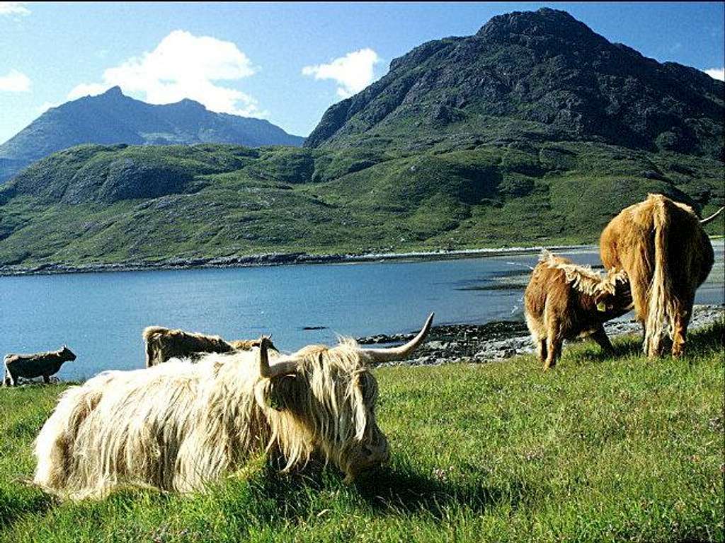 Scottish cattle near...