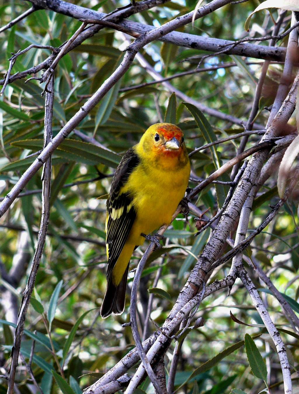 A yellow Bird