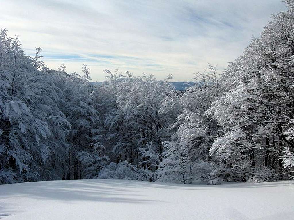 Winter scenery
