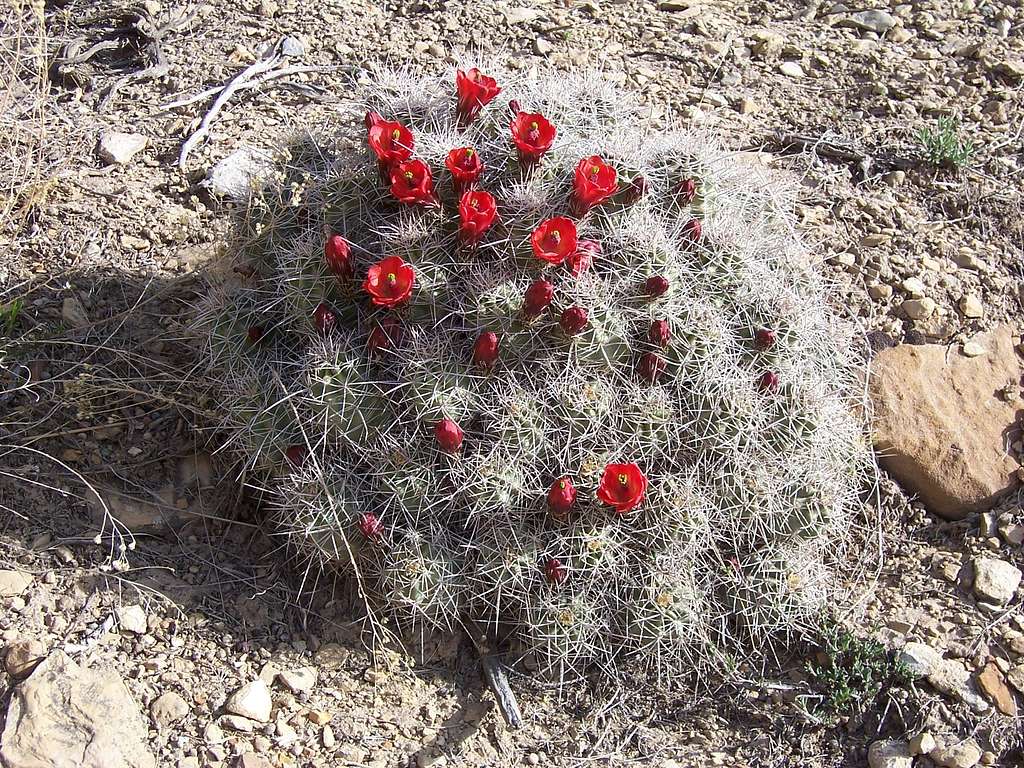 Claret Cup Cactus