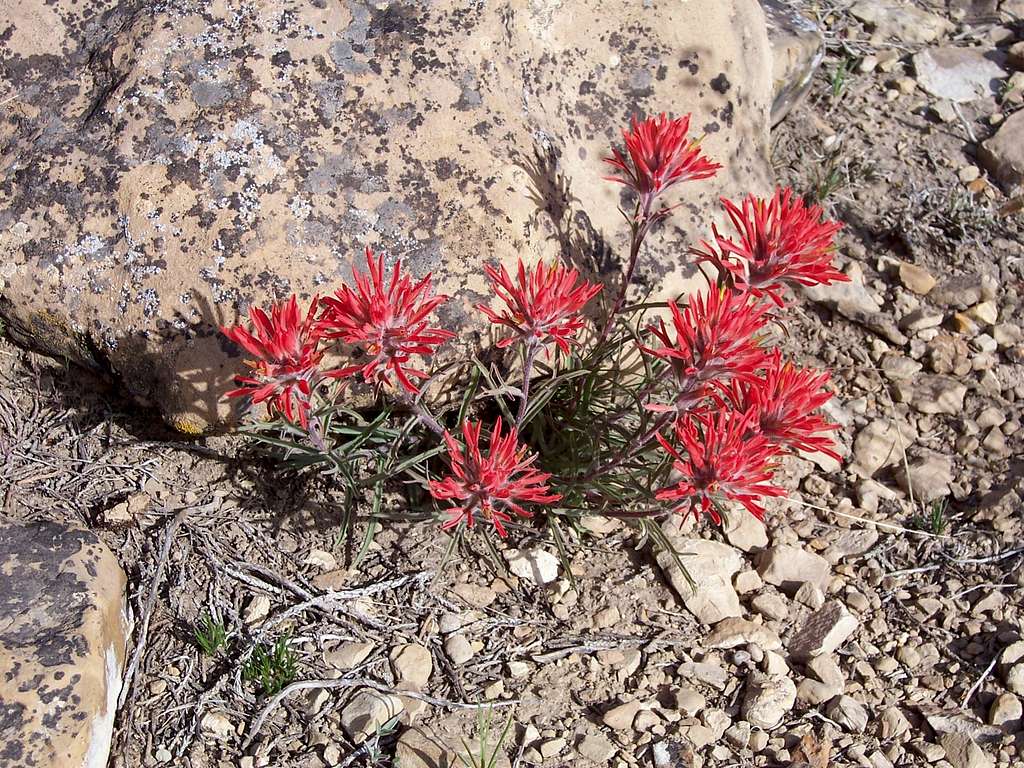 Indian Paintbrush