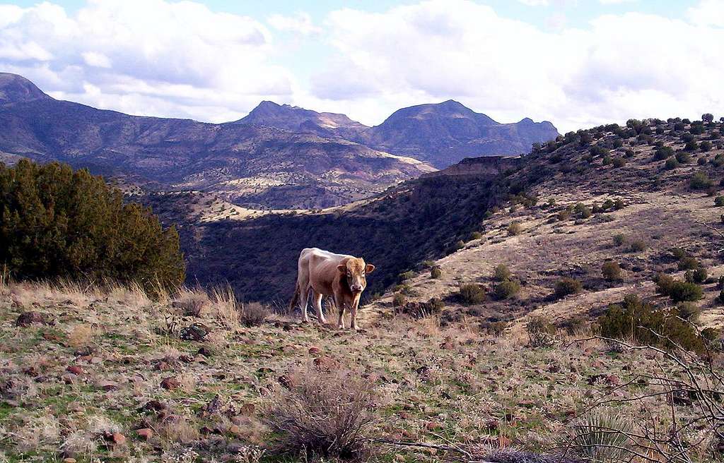 Cow's Lips In The Hills Echo Through The Chasms Of My Mind
