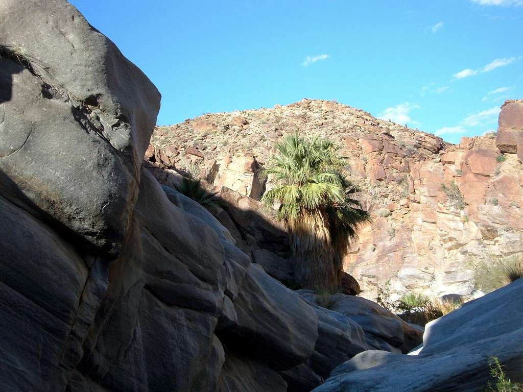 Inside Palm Canyon