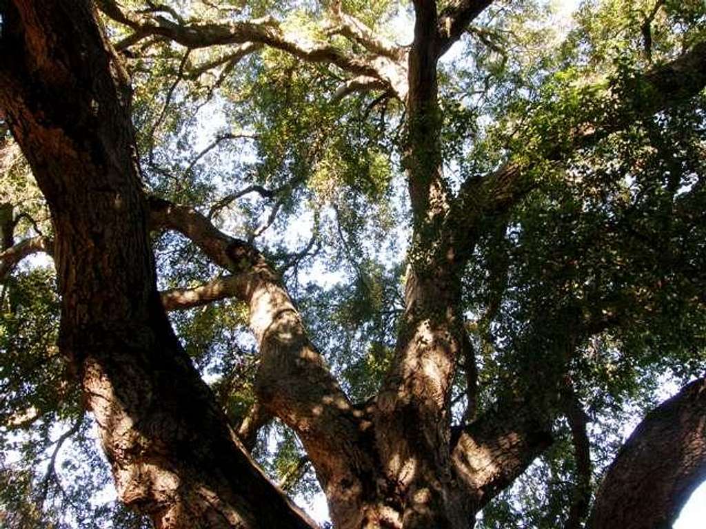 500 year old oak tree