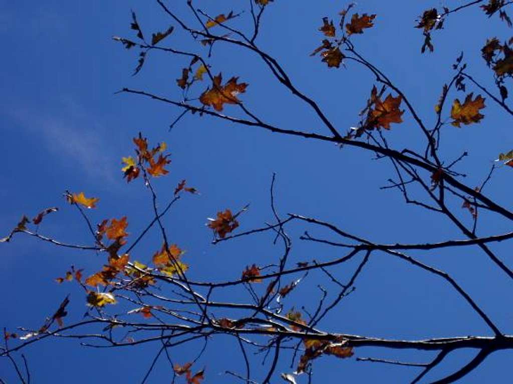 Oak leaves against Blue Sky