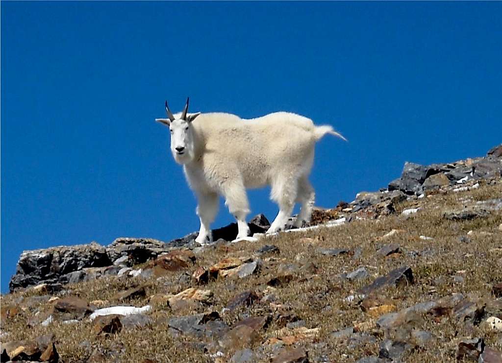 Mountain Goat on Sheridan
