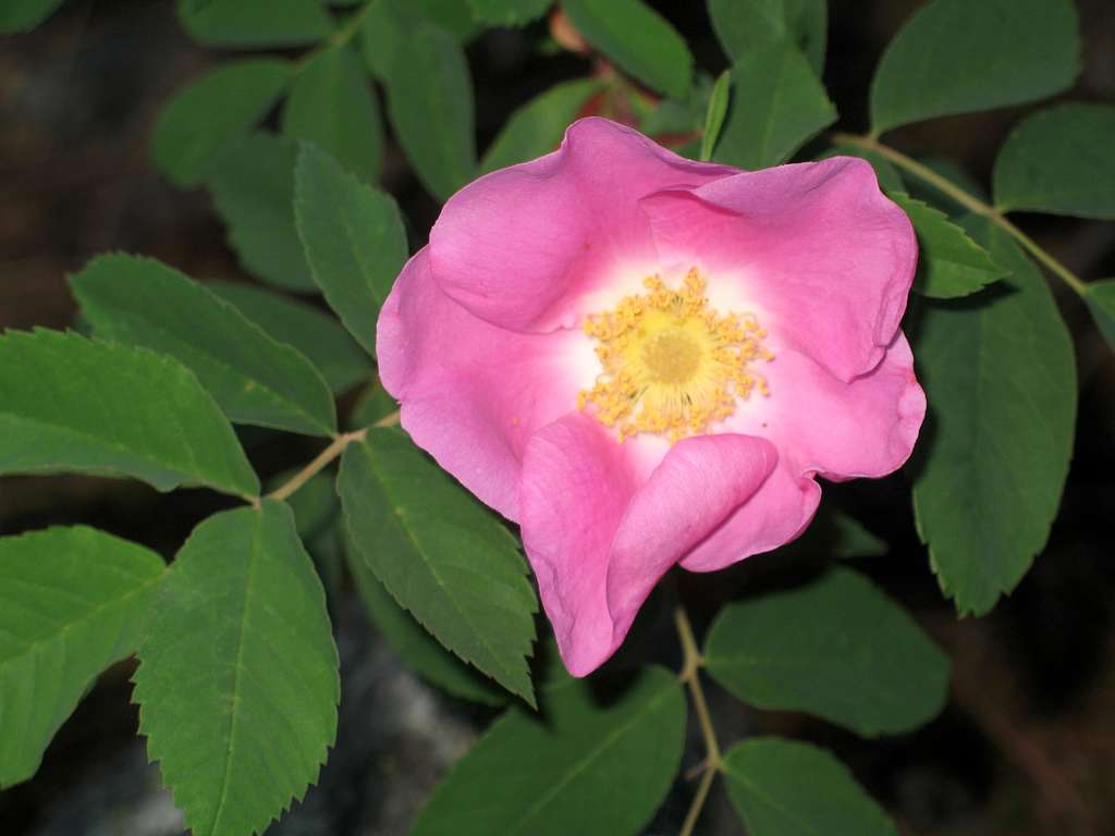 Nootka Rose (Rosa nutkana)