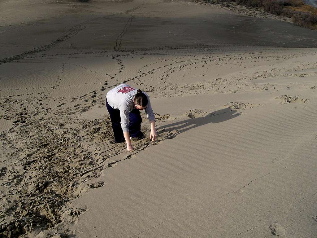 Spider Crawl in the Sand
