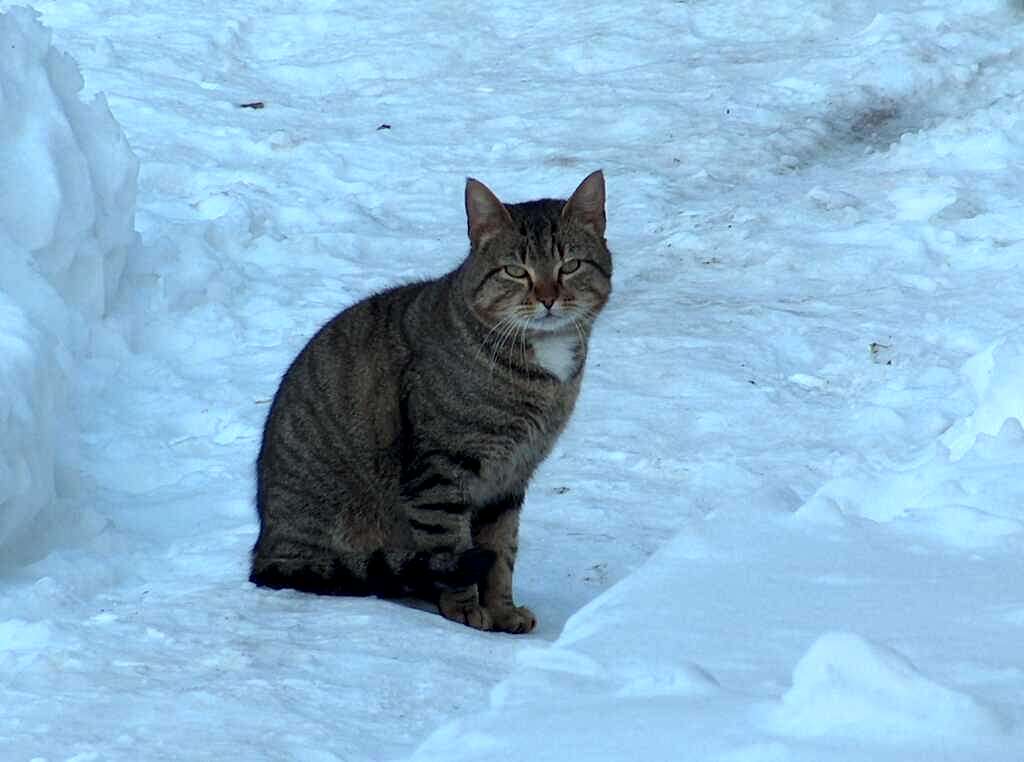 Cat somewhere in the Alps by -5°C