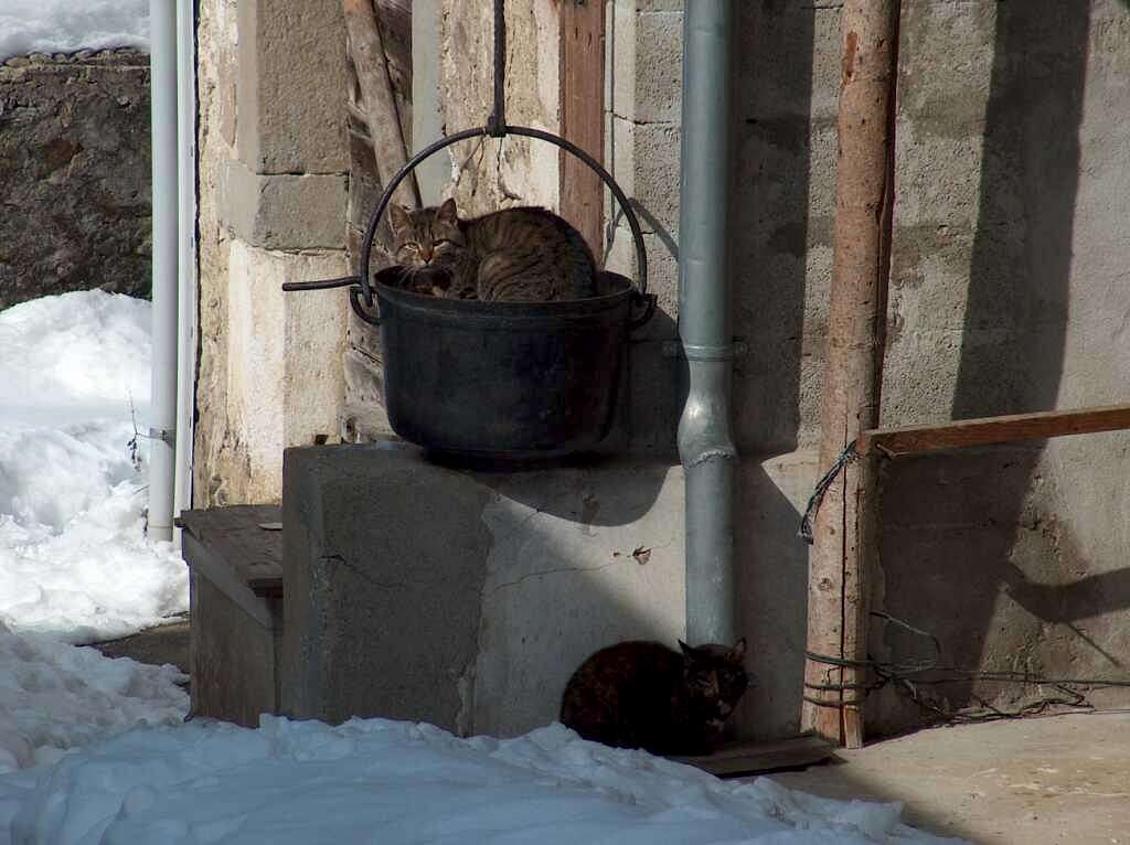 Some village of the Alps have perhaps more cats than inhabitants
