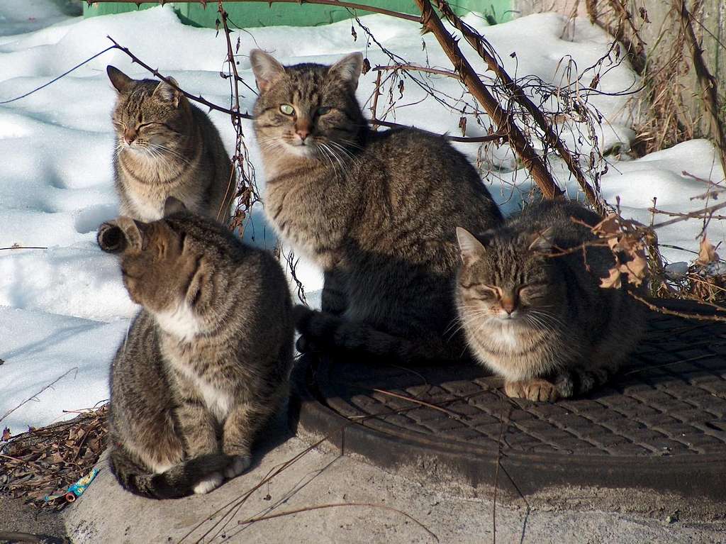 Quatuor waiting for the end of the winter ...