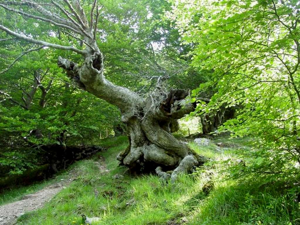 A magnificent beech in the...