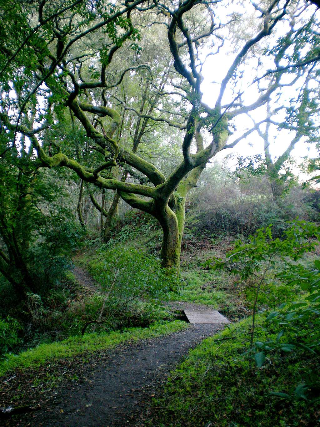 Oak Tree Along the Trail