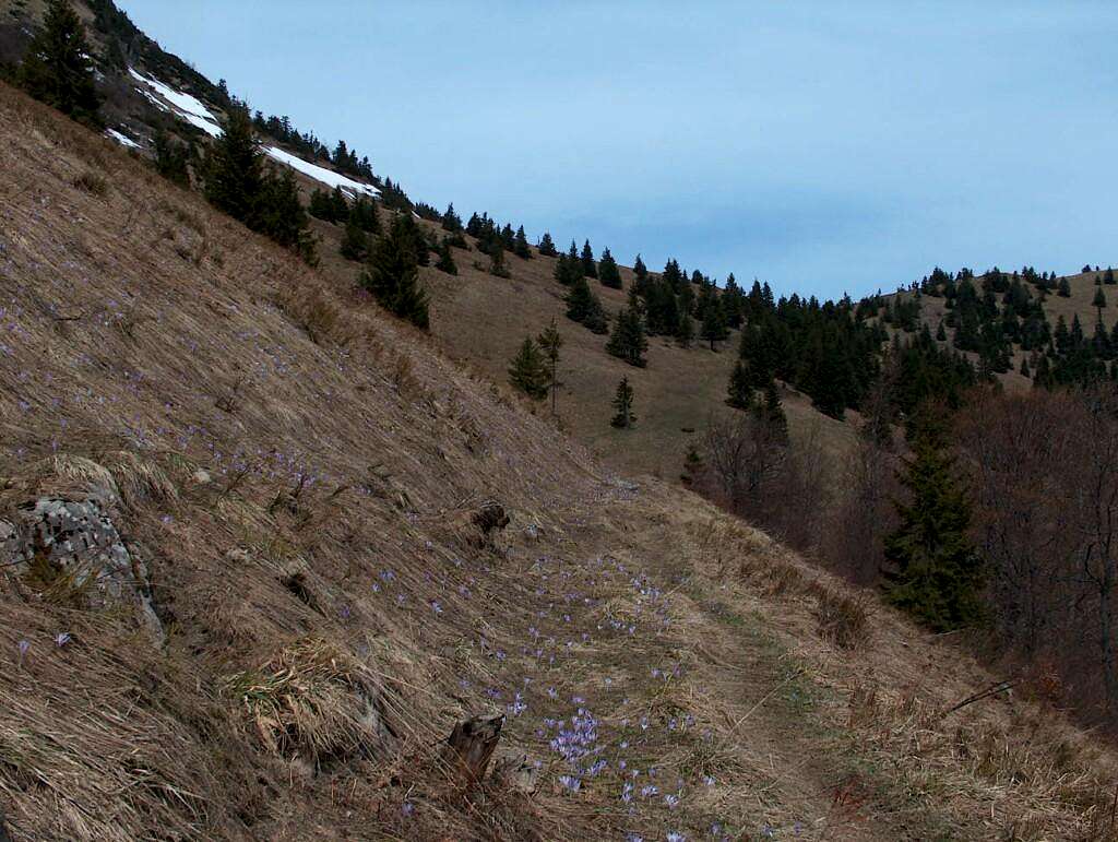 The Rakytov trail is strewn of crocuses in this early spring.