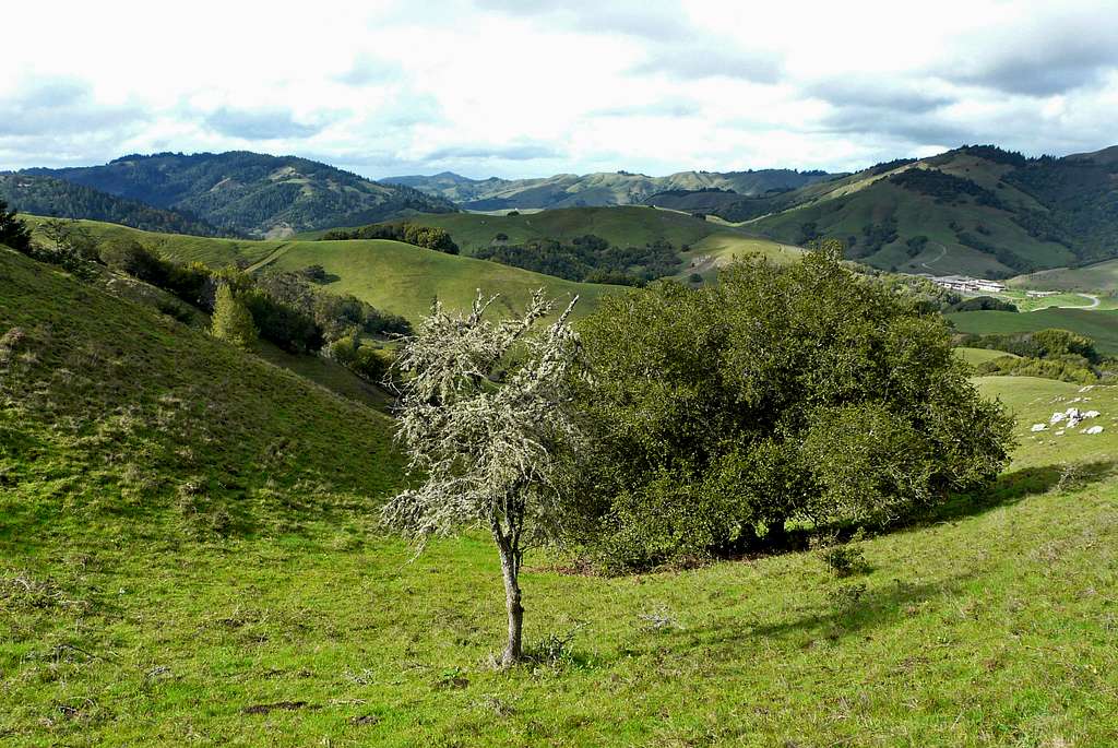 Lone tree and west Marin hills
