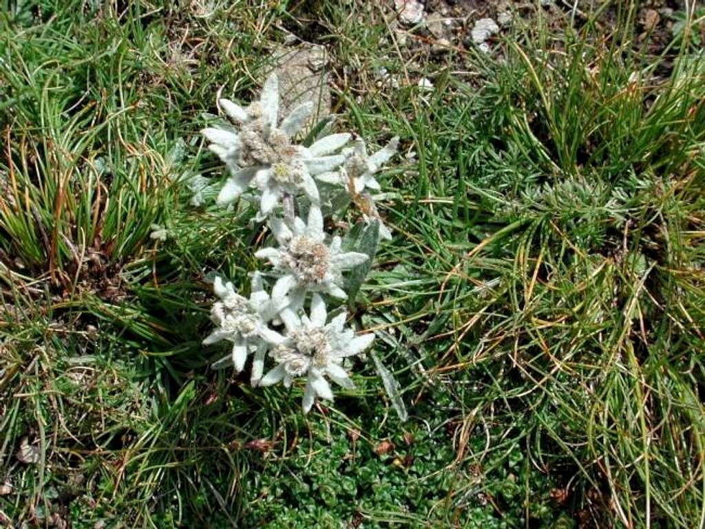 Edelweiss; the area is full...