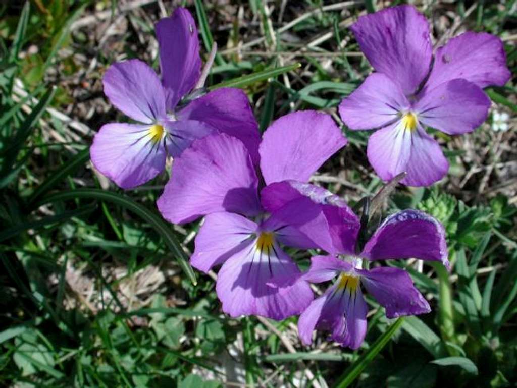 Viola cornuta; others flowers...