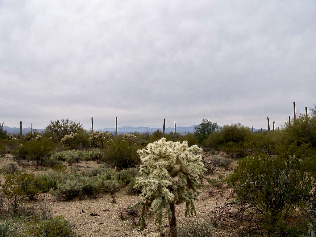 Sonoran Desert Diversity