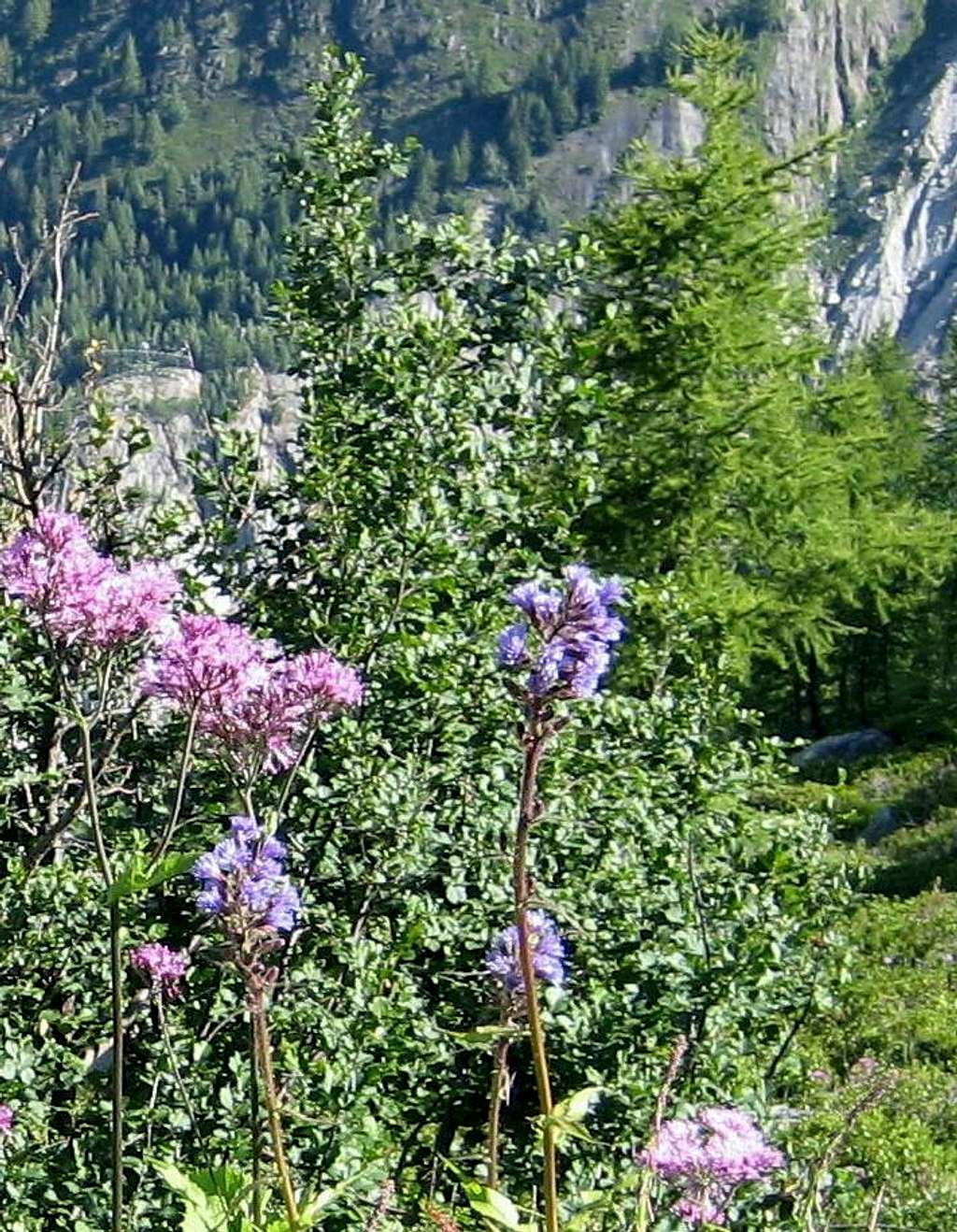 Flowers near the Glacier d'Argentière
