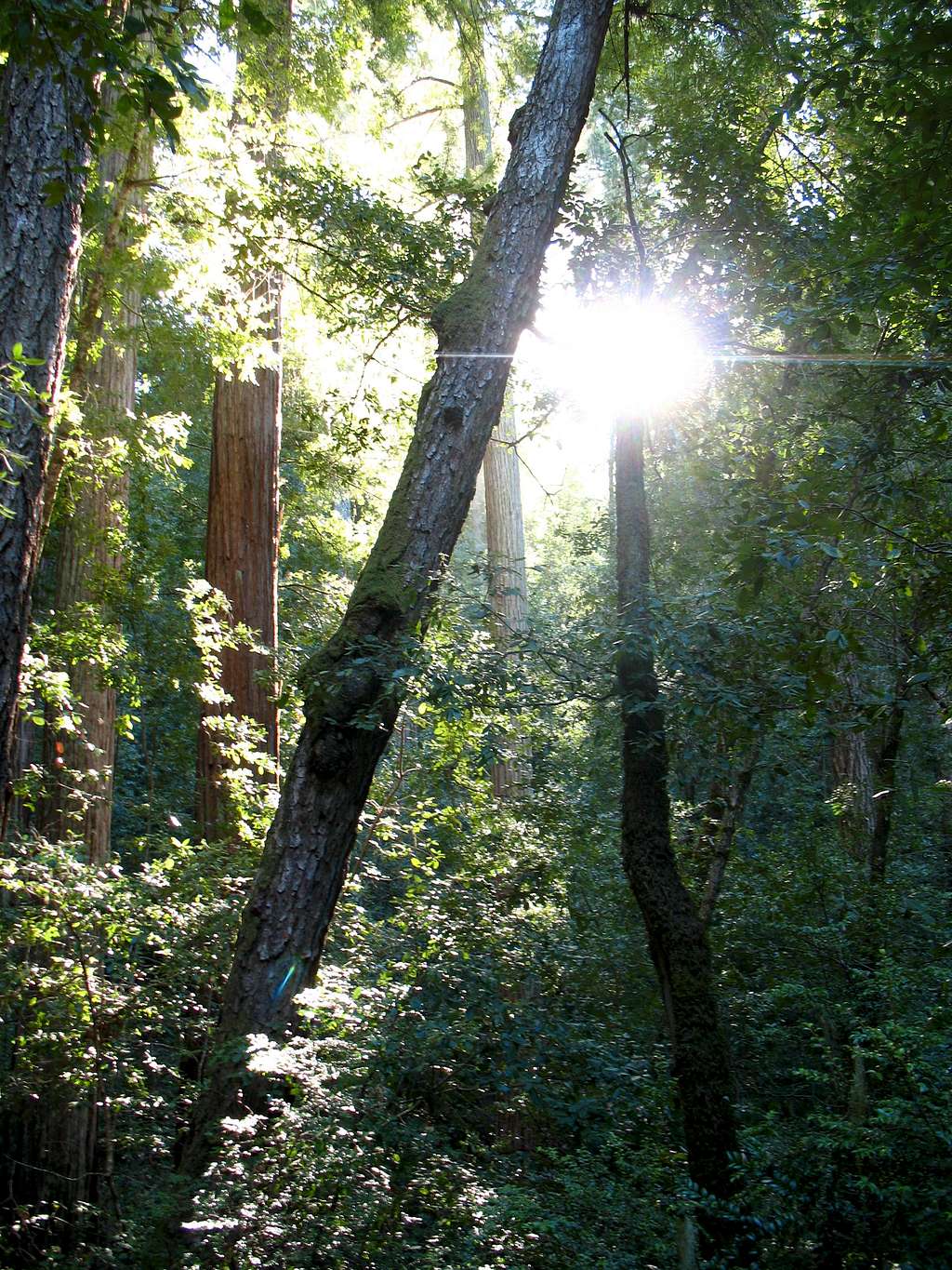 Hike through Big Basin S.P. en route to Buzzard's Roost