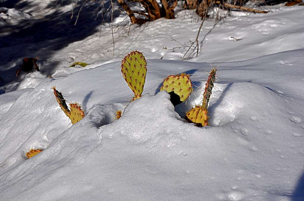 Cactus in snow