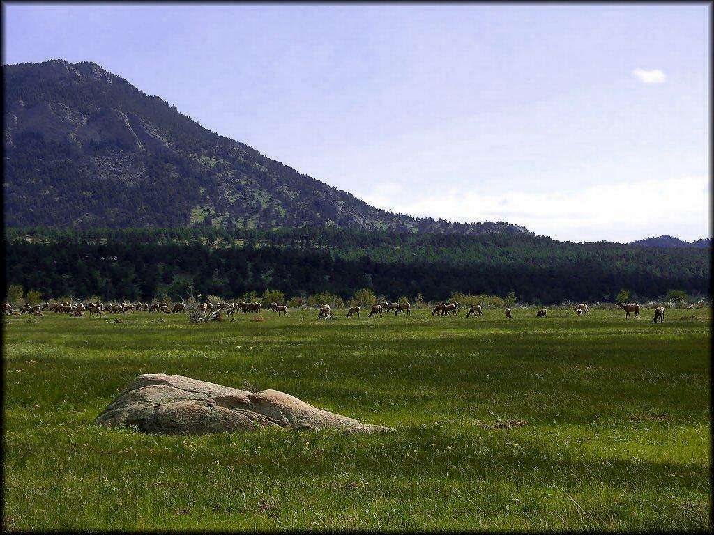 Elk in Moraine Park.