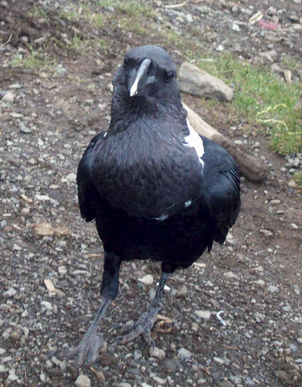 White Neck Raven