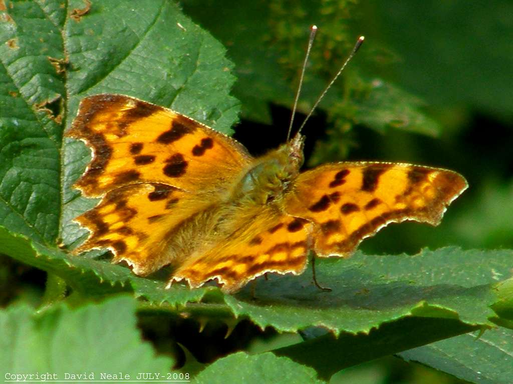 Comma Butterfly - Bloors Wharf