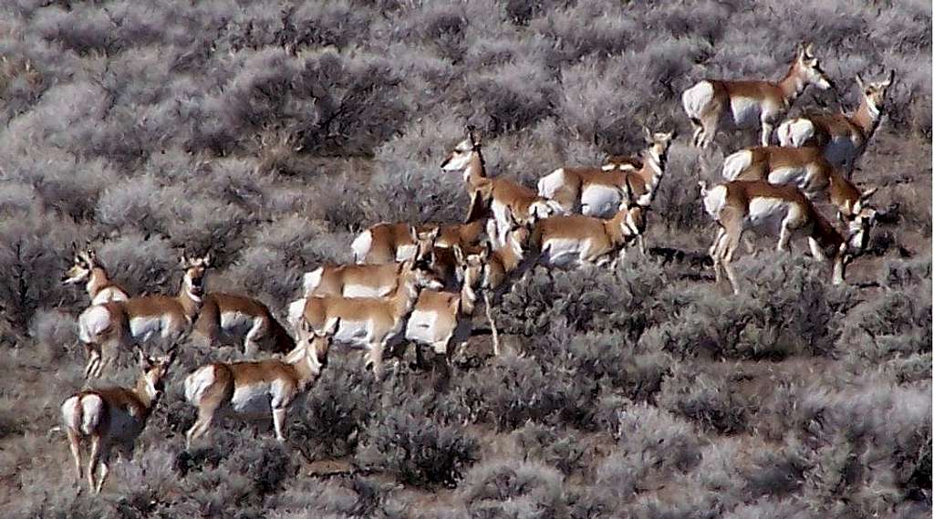 Alvord Antelope