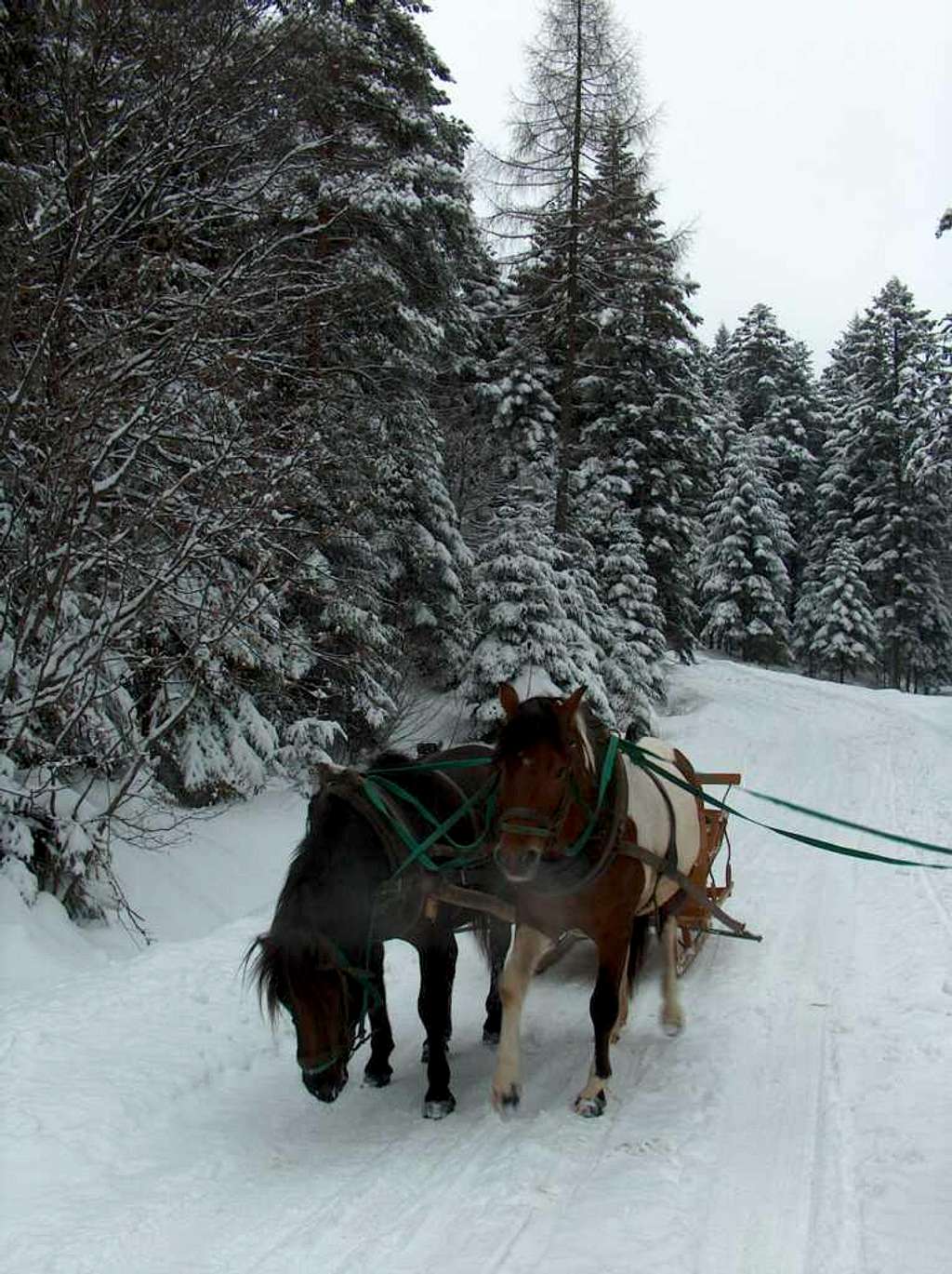 Kulig in winter in the Beskid Niski