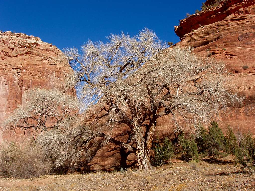 Tree in Canyon de Chelly