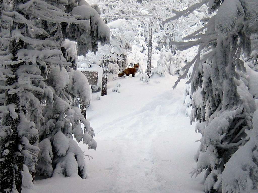 A fox on the Garfield trail - 1/10/2009