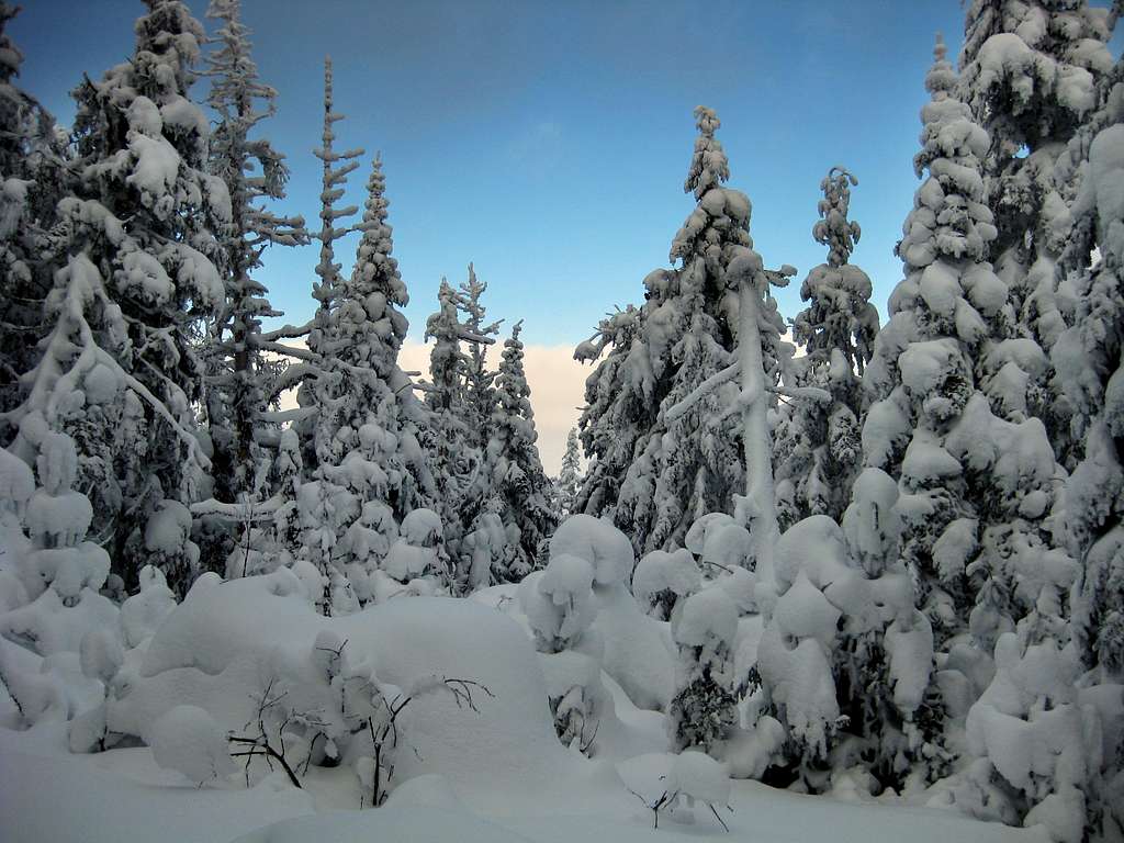 Snow-covered trees on the Starr King trail - 1/24/2009