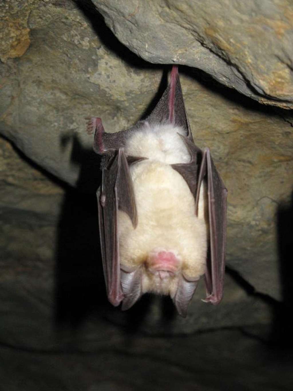 Bat in the Kardeh cave