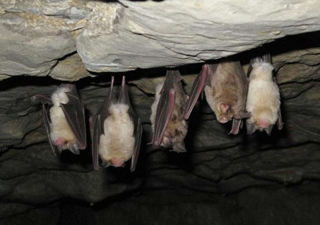 Beautiful bats !