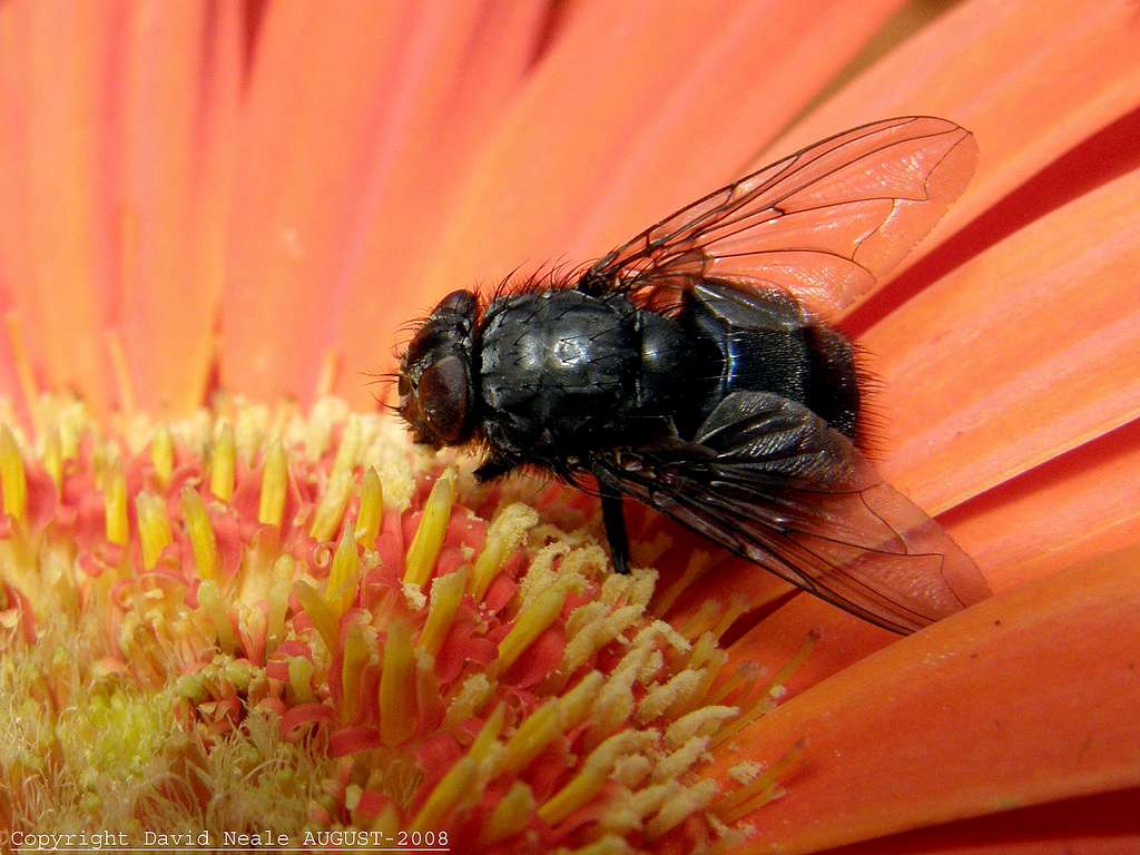 House Fly - Blow Fly in Greenhouse