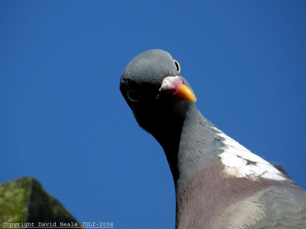 Funny Wood Pigeon