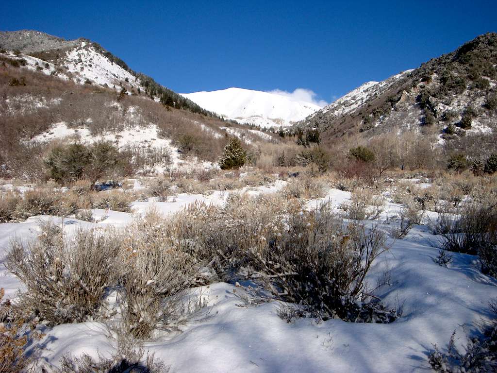 Sharp Mountain as seen looking NW up Serviceberry Canyon
