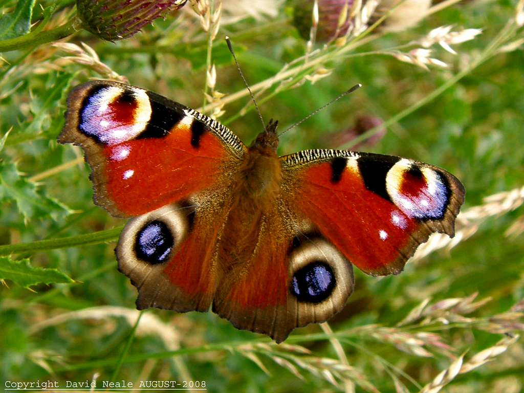 Peacock Butterfly - Fruid