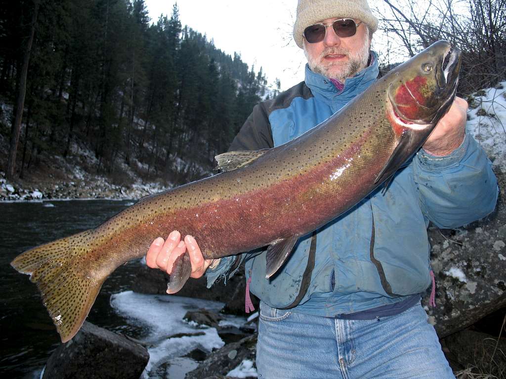 Clearwater River Steelhead