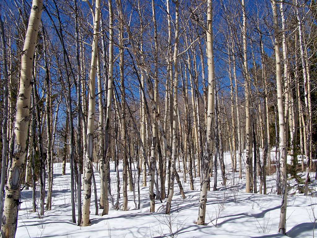 Aspens in the snow, Round Hill