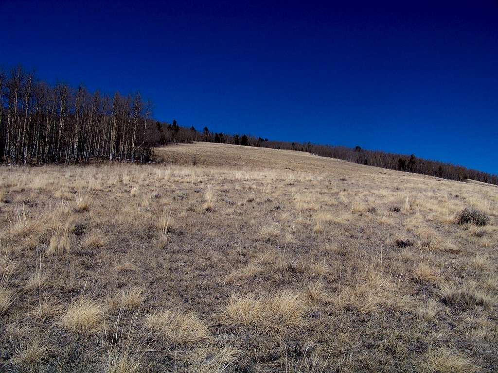 Grassy elk meadow, south slopes of Round Hill