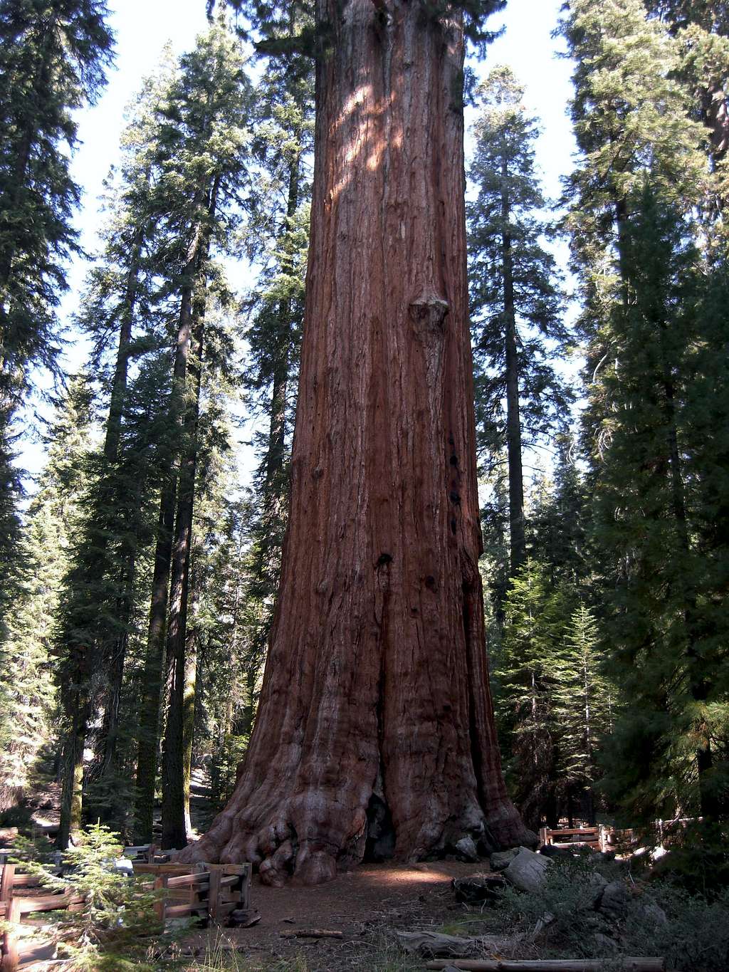 Giant Sequoias and Bear Encounters